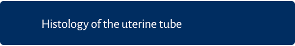 ﻿Histology of the uterine tube