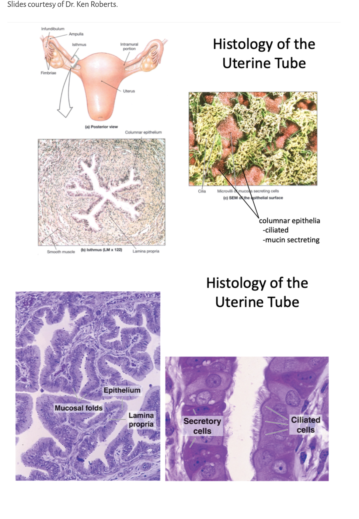 Slides courtesy of Dr. Ken Roberts.        