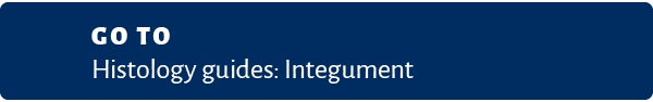 Go to Histology guides: Integument