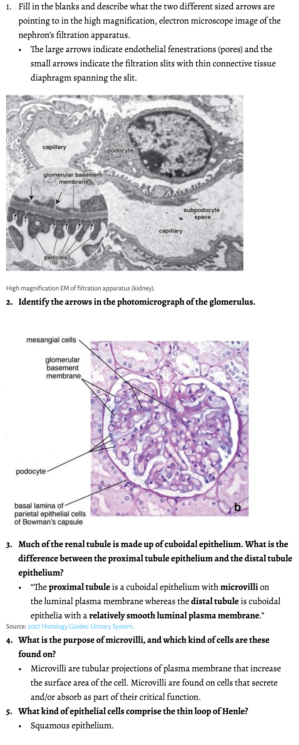 1. Fill in the blanks and describe what the two different sized arrows are pointing to in the high magnification, ele...