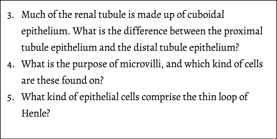 3. Much of the renal tubule is made up of cuboidal epithelium. What is the difference between the proximal tubule epi...